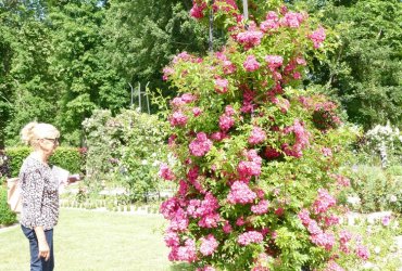 SORTIE AVEC LE FOYER DE L'AMITIÉ - LA FÊTE DE LA ROSE DE CHAALIS